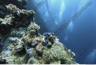 Photo Reference of Coral Sudan Undersea 0007